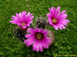 Echinocereus spec. -